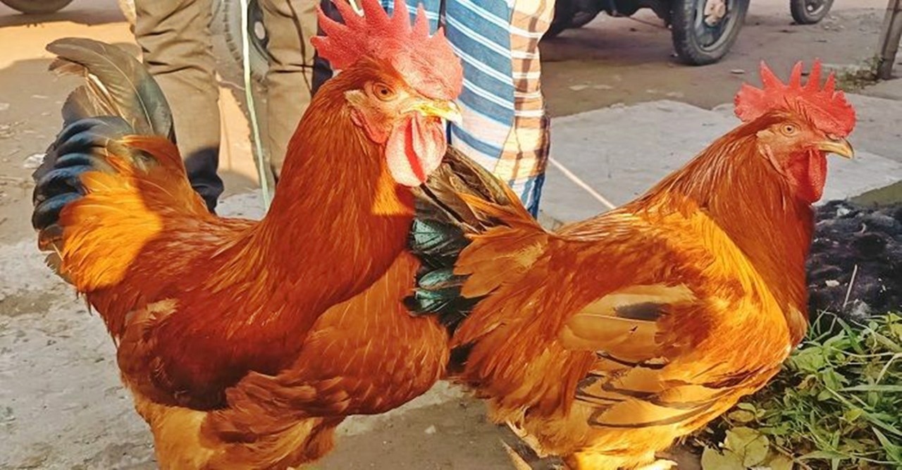 The ex-bureaucrat objected to the call of the rooster, the neighbor threatened the police!