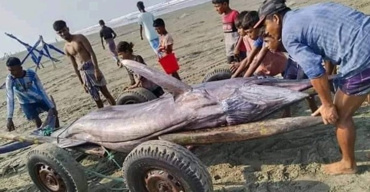 Swordfish weighing 10 maunds in the net