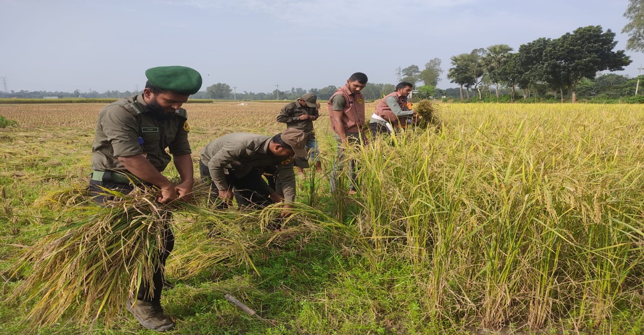 সিরাজগঞ্জে বিনামূল্যে কৃষকের ধান কেটে বাড়িতে পৌঁছে দিলেন আনসার-ভিডিপি