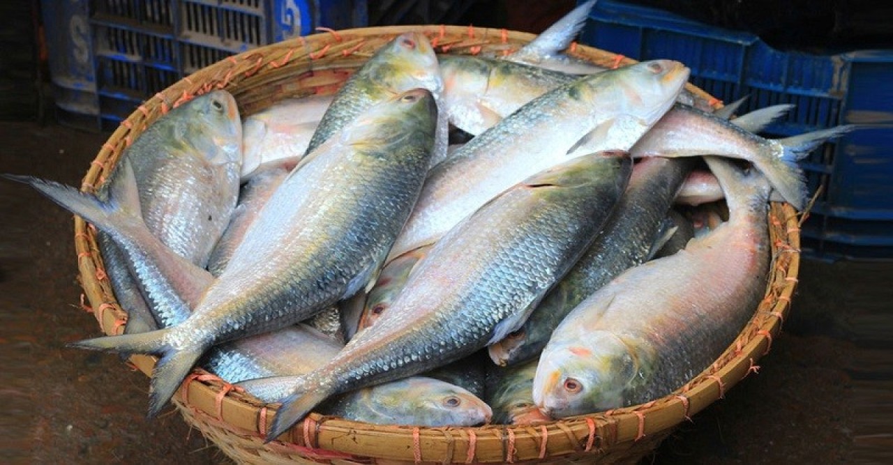 Hilsa as a gift will not go to India on Durga Puja this time