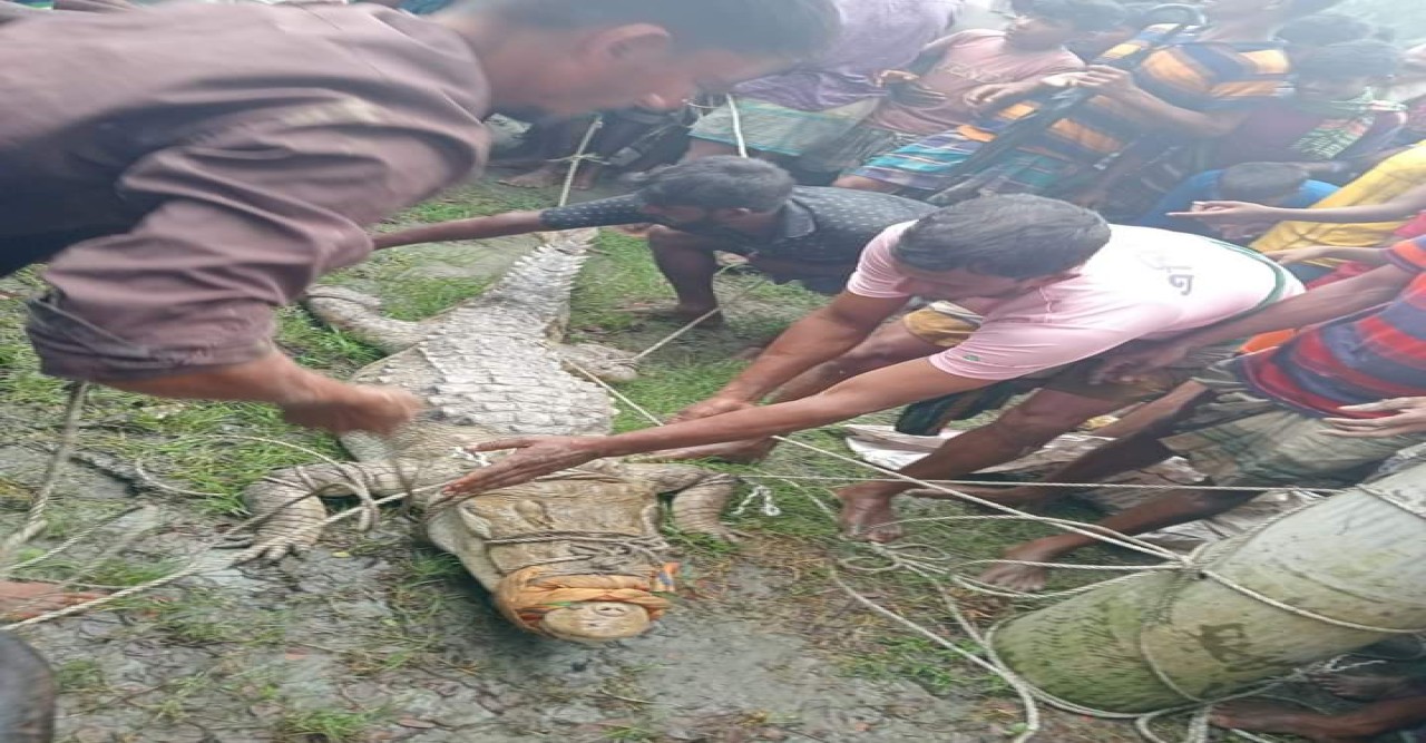 লক্ষ্মীপুরের চরাঞ্চলে পুকুর থেকে কুমির উদ্ধার করলো এলাকাবাসি।